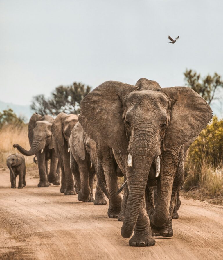 The Essential Packing List For African Safaris
